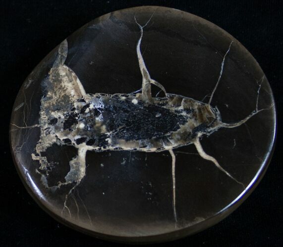 Polished Fish Coprolite (Fossil Poo) - Scotland #8937
